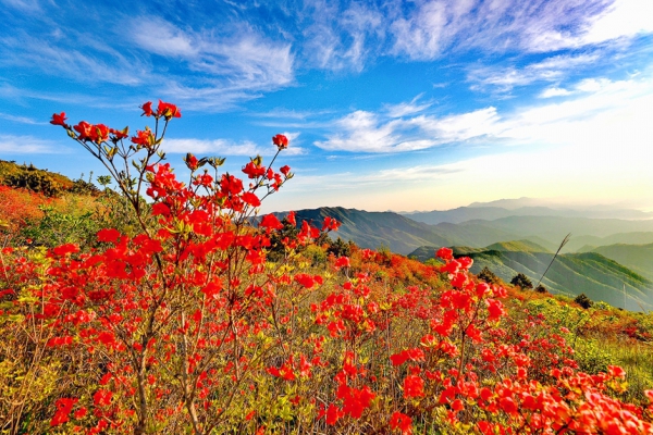 江西武寧：杜鵑花開漫山紅